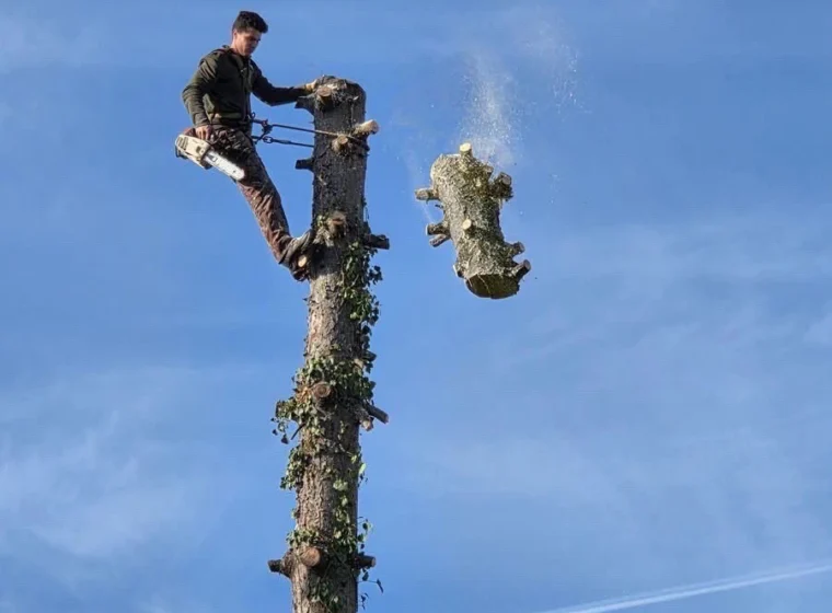 Abattage d’arbre par démontage par un élagueur à Tours
