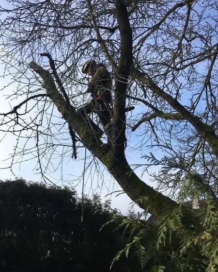 Élagage d’un arbre en hiver par un grimpeur