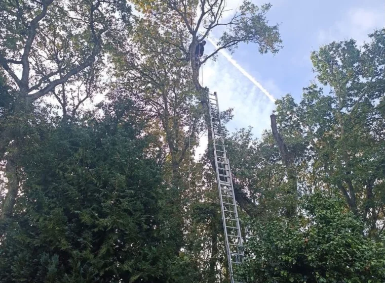 Élagage d’un grand arbre par un grimpeur élagueur