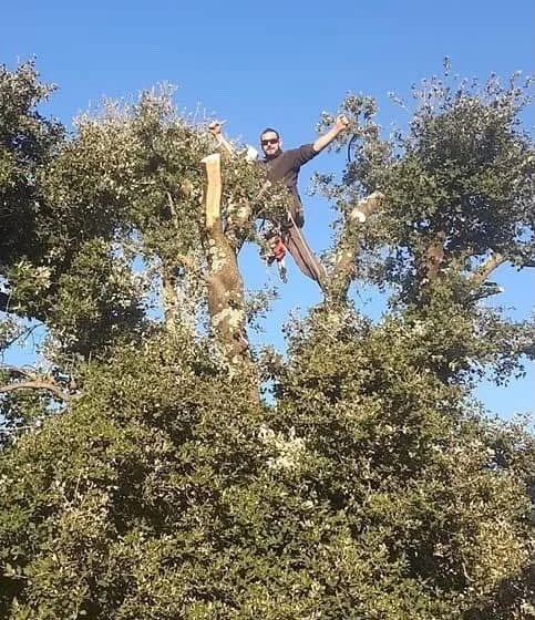 Élagueur grimpeur dans la cime d’un arbre