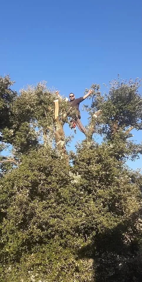 Élagueur grimpeur dans la cime d’un arbre