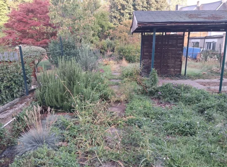 Jardin à entretenir avant l’intervention du paysagiste