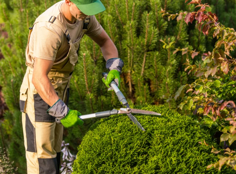 Faut-il une autorisation pour abattre un arbre dans son jardin ?