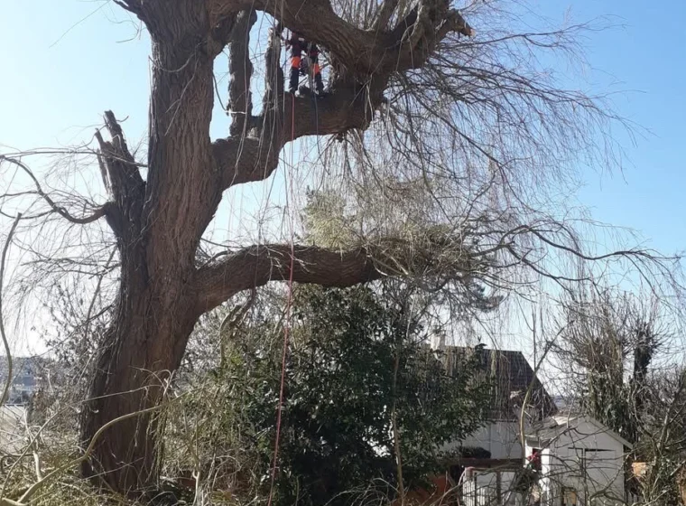Saule pleureur pendant l’élagage par un grimpeur