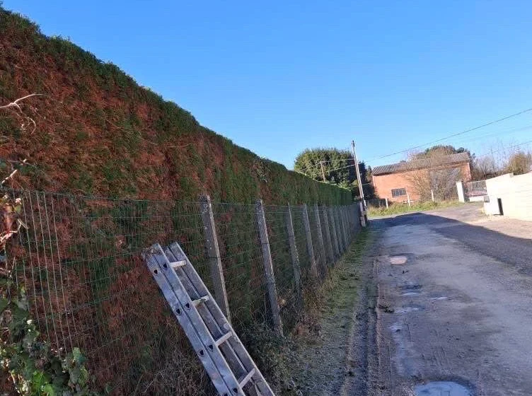 Taille d’une haie en bordure de chemin sur échelle